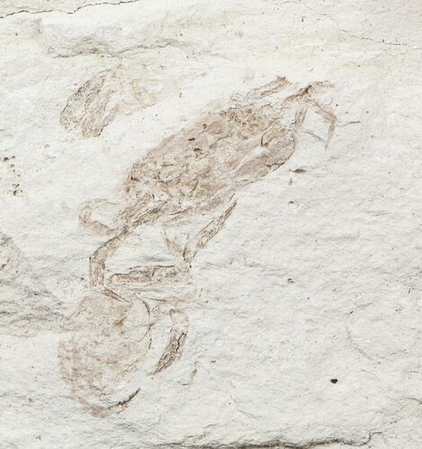 Two Fossil Pea Crabs (Pinnixa) From California - Miocene #57509